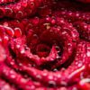 Rose Otto for The Queen Facial Elixir